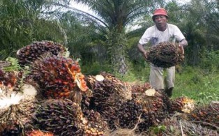 Negosiasi EFTA 8 Tahun, CPO Indonesia Tembus Pasar 3 Negara Eropa